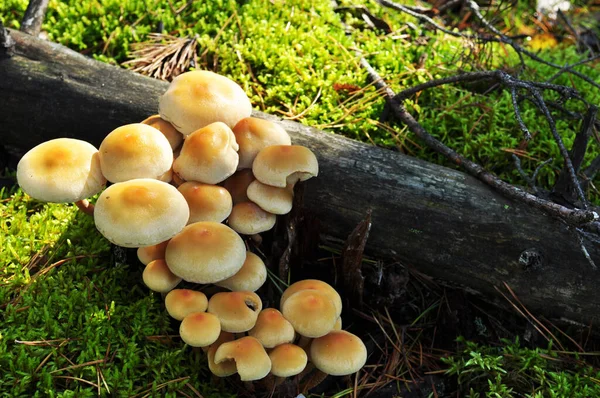 Mushrooms Fallen Tree Trunk Autumn Mushrooms Background Green Moss — Stock Photo, Image