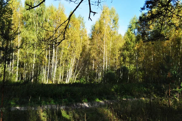 Panorama Över Höstskogen Utsikt Över Björkarna Och Skogsstigen Bakgrund Struktur — Stockfoto