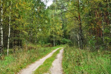 Orman toprak yolu. Ormandaki ağaçların arasındaki yolun panoramik görüntüsü. Sonbahar, arkaplan.