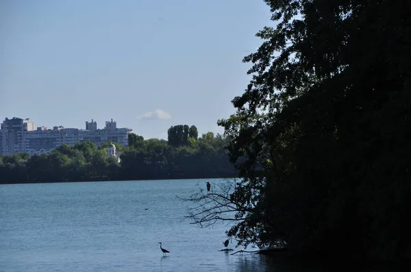 Hérons Dans Contexte Littoral Des Immeubles Résidentiels Grande Hauteur Vue — Photo