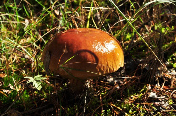 White Mushroom Boletus Mushroom Cap Glows Sun Mushroom Background Green — Stock Photo, Image