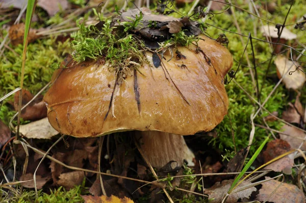 Close White Mushroom Boletus Moss Dry Leaves Head Mushroom Background — Stock Photo, Image