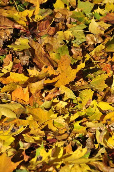 Koberec Žlutých Javorových Listů Javorové Listy Leží Zemi Podzim Pozadí — Stock fotografie