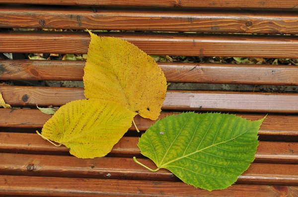 Φύλλα Πέφτουν Από Ένα Δέντρο Ένα Παγκάκι Στο Πάρκο Κίτρινα — Φωτογραφία Αρχείου