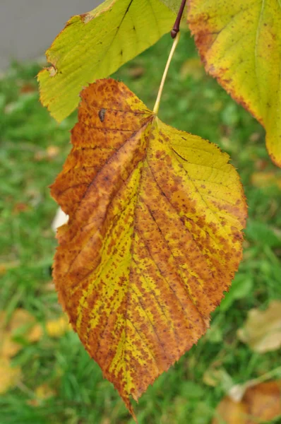 リンデンの紅葉 葉は黄色に変わり 茶色の秋の斑点が現れました デザイン — ストック写真