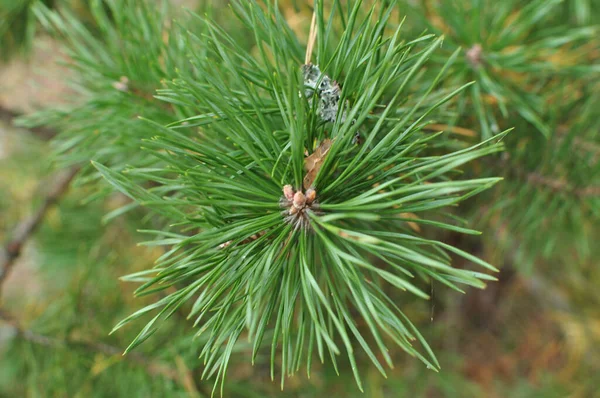 Young Green Needles Pine Close Pine Branch Blurred Background Bokeh — Stock Photo, Image