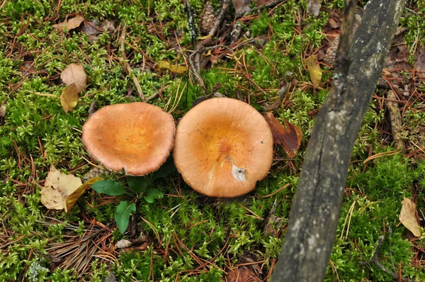 Vista Superior Das Tampas Dos Cogumelos Floresta Cogumelos Contexto Musgo — Fotografia de Stock