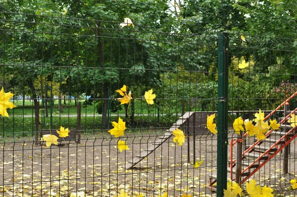 Желтый Кленовый Лист Сетке Осенний Рисунок Листья Заборе Осень Фон — стоковое фото