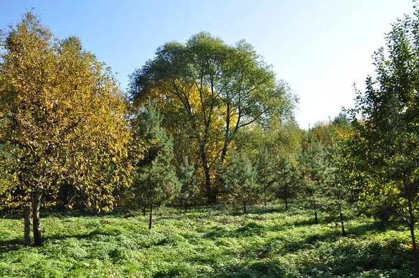 Панорамный Вид Деревья Желтыми Листьями Зеленой Травой Лугу — стоковое фото