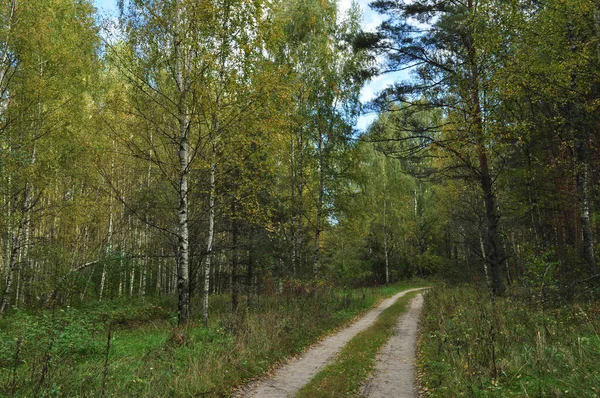 Грязная Дорога Лесу Осень Желтые Листья Деревьях — стоковое фото