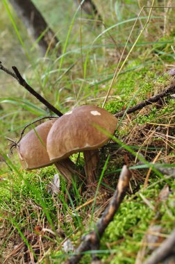 Sonbahar. İki porcini mantarı, boletus. Yeşil otlar ve yosunlardan oluşan bir arka planda mantarlar.