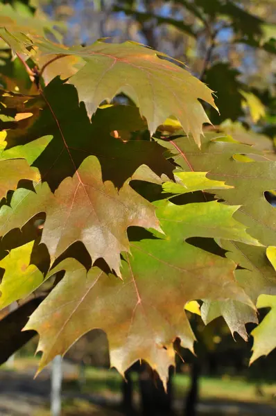 Φθινόπωρο Κίτρινα Φύλλα Σφενδάμου Ένα Κλαδί Δέντρου Ιστορικό Υφή — Φωτογραφία Αρχείου