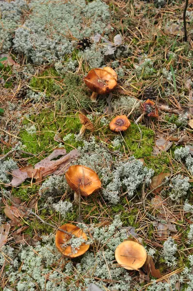 Cogumelos Contexto Musgo Argênteo Floresta Outono Com Cogumelos Chão — Fotografia de Stock