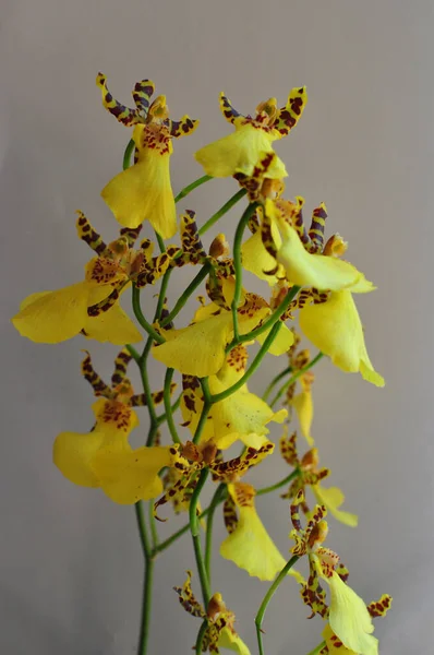 Κίτρινη Ορχιδέα Μικρό Λουλούδι Ορχιδέας Μπλε Φόντο Ιστορικό Υφή — Φωτογραφία Αρχείου