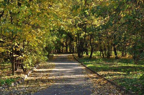 Panorama Otoño Del Parque Hay Hojas Amarillas Callejón Del Parque —  Fotos de Stock