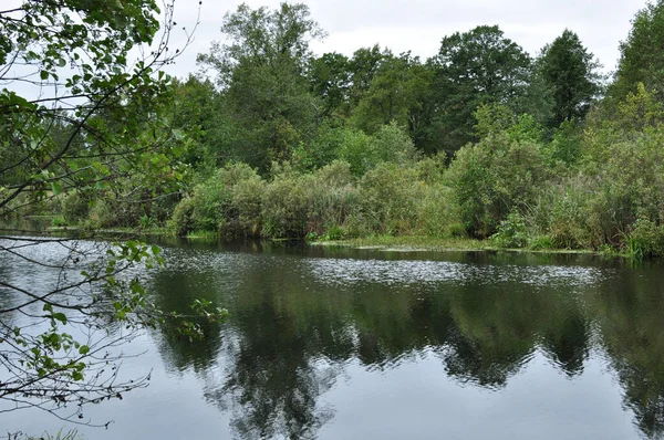 Vista Panorámica Del Lago Del Bosque Árboles Arbustos Reflejan Superficie —  Fotos de Stock