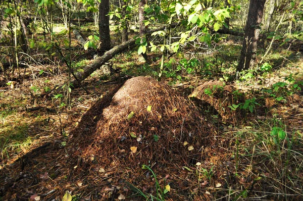 Waldlandschaft Großer Ameisenhaufen Vor Grünem Gras Und Bäumen Schatten Von — Stockfoto