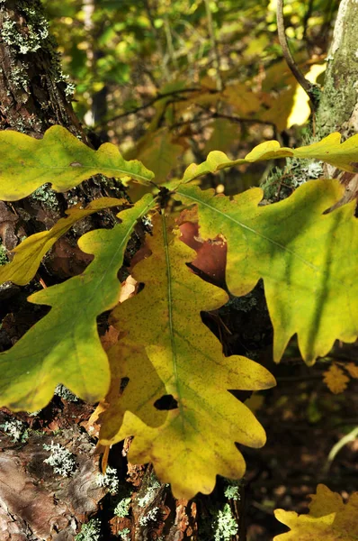 Žluté Podzimní Duby Větvi Rozmazané Zelené Pozadí Bokeh Podzim — Stock fotografie