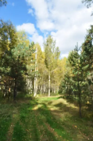 Fond Flou Déconcentré Paysage Forestier Par Une Journée Ensoleillée Automne — Photo