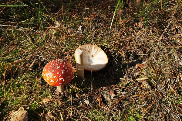 Forest Autumn Picture Two Amanita Background Grass Fly Agaric Hat — Stock Photo, Image