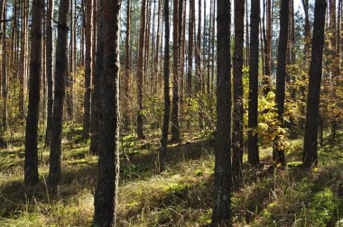 Orman manzarası. Genç çam ağaçlarının gövdeleri. Ormanda güneşli, sonbahar günü.