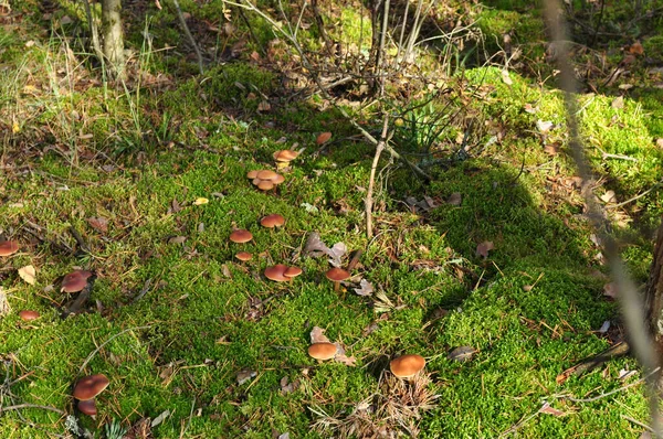 Cogumelos Toadstools Uma Clareira Florestal Cogumelos Outono Contexto Musgo Verde — Fotografia de Stock