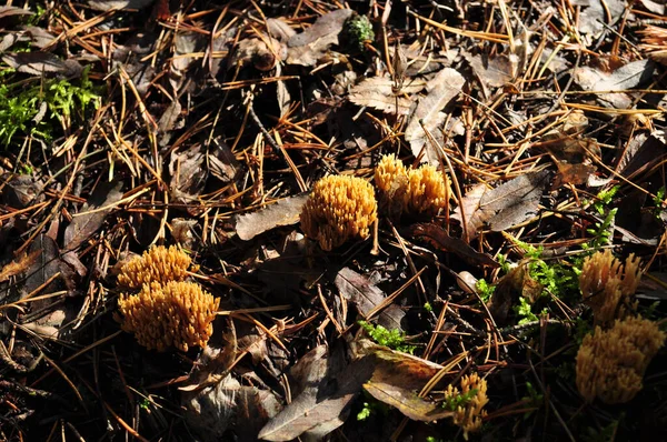 秋天黄色的蘑菇从树上落下来的干树叶背景下的蘑菇 — 图库照片
