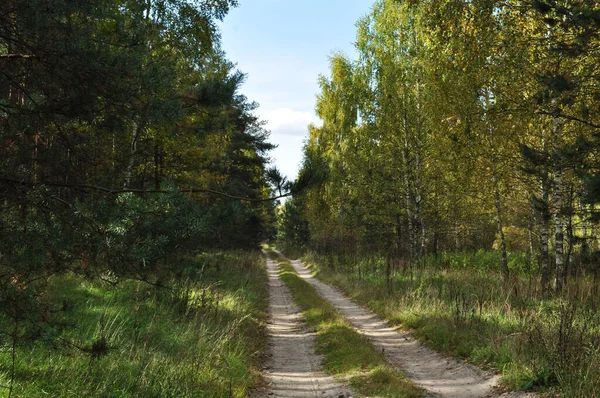 관통하는 비포장도로 따라가는 나무들 — 스톡 사진