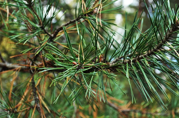 Bakgrund Konsistens Grön Gren Tallgren Närbild Gröna Tallbarr Suddig Bakgrund — Stockfoto