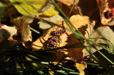 Sarı yapraklı orman böcekleri. Düşen bir yaprağın üzerinde, orman böcekleri kırmızıdır ve arkasında bir desen vardır..
