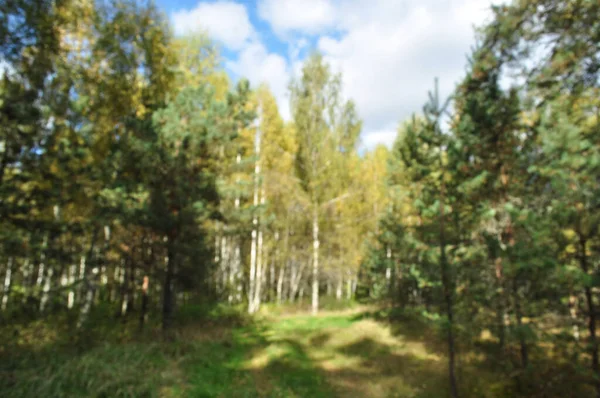 Oskärpa Och Suddig Bakgrund Skogspanorama Över Höstskogen Bakgrund Bokeh — Stockfoto