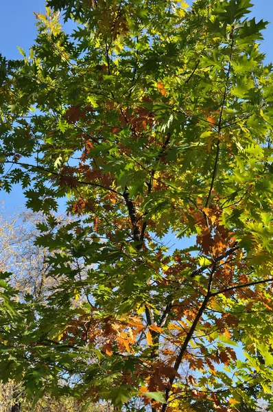 Photo Automne Cime Des Arbres Avec Des Feuilles Vertes Jaunes — Photo