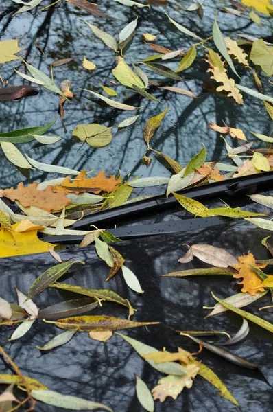 秋天的全景 从树上掉下来的黄叶落在汽车的挡风玻璃和车篷上 — 图库照片