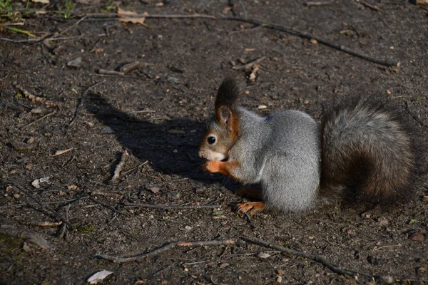 Ein Graues Eichhörnchen Sitzt Auf Dem Boden Das Eichhörnchen Hält — Stockfoto