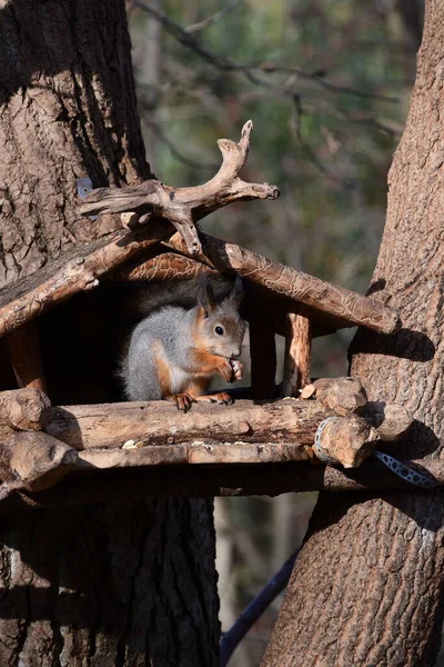 Σκίουρος Ένα Ξύλινο Τροφοδότη Ζώων Σκίουρος Κρατάει Φαγητό Στις Πατούσες — Φωτογραφία Αρχείου