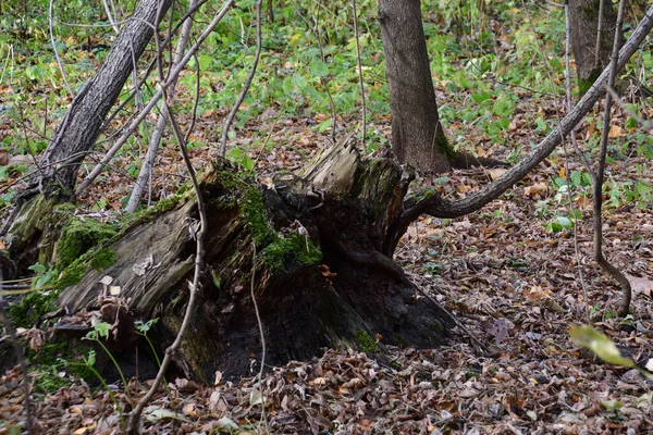 Esboço Outono Velho Tronco Árvore Com Folhas Secas Caindo Chão — Fotografia de Stock