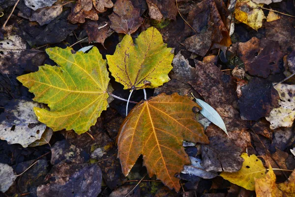 秋には 地面にカエデの葉 暗い乾燥した葉を背景に地面に黄色の葉 — ストック写真