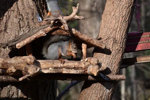 Kleines Eichhörnchen Aus Nächster Nähe Unter Den Sonnenstrahlen Sitzt Das — Stockfoto