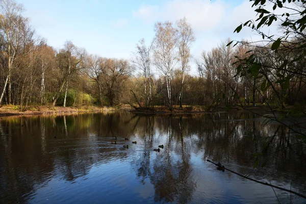 Panoramautsikt Över Dammen Ankor Seglar Förbi Höstskiss Stadssjö — Stockfoto