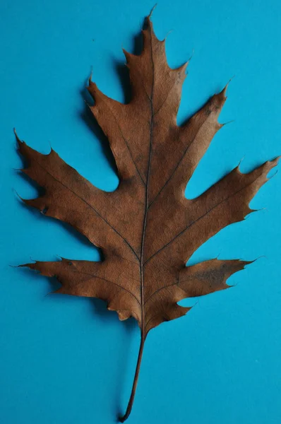 Maple Leaf Англійською Осінь Темний Кленовий Лист Тло Текстура Листя — стокове фото
