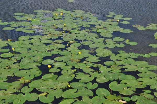 Suda Yeşil Nilüfer Yaprakları Sarı Nilüfer Çiçekleri Şehir Göleti — Stok fotoğraf