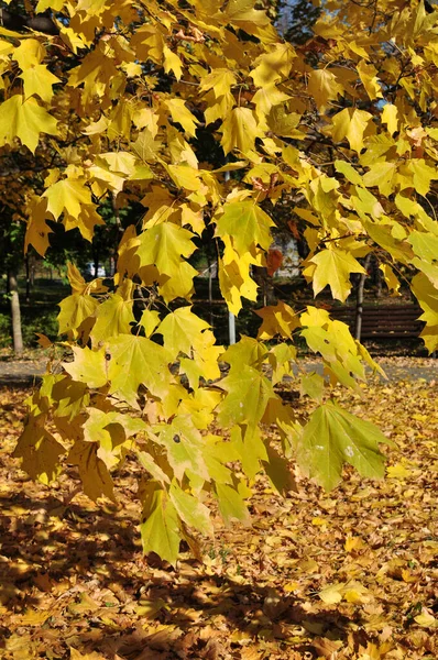 Κίτρινα Φύλλα Σφενδάμου Κλαδί Δέντρου Φθινόπωρο Τοπίο Της Πλατείας Της — Φωτογραφία Αρχείου