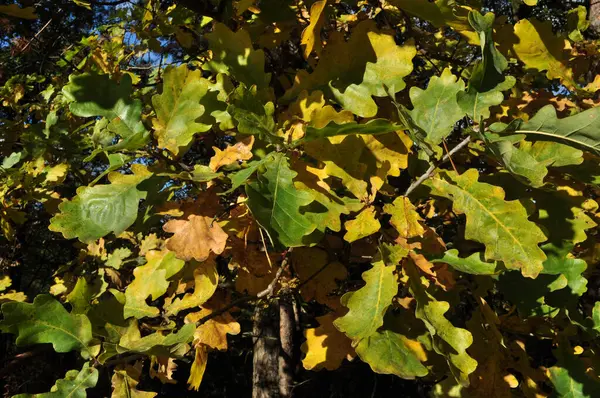 Желтый Дуб Оставляет Ветке Осень Лесу Солнце Освещает Дубовые Листья — стоковое фото