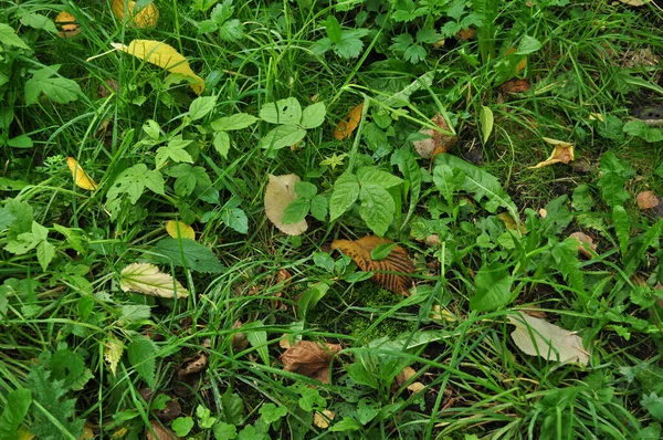 Sfondo Trama Erba Verde Foglie Autunno Foglie Cadute Sull Erba — Foto Stock