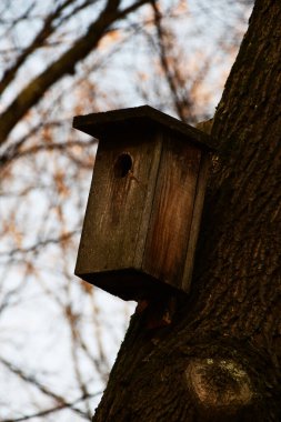 Büyük bir ağacın gövdesindeki eski ahşap kuş evi. Ağaçtaki kuşlar için bir ev.
