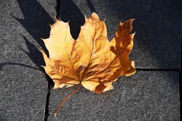 Žlutý Javorový List Tmavé Dlaždici Podzim List Padající Javoru Zemi — Stock fotografie