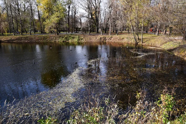 城市池塘的全景 池塘岸边的植被 城市公园的秋季拍摄 — 图库照片