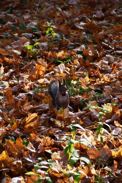 Wiewiórka Orzechem Ustach Wiewiórka Jesiennych Liściach Klonu — Zdjęcie stockowe