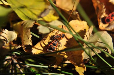 Sarı bir sonbahar yaprağındaki orman böcekleri. Sonbahar güneşinin ışınlarında orman böcekleri.