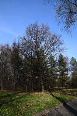 Şehir parkının sonbahar panoraması. Yapraksız büyük bir ağaç, sonbahar..
